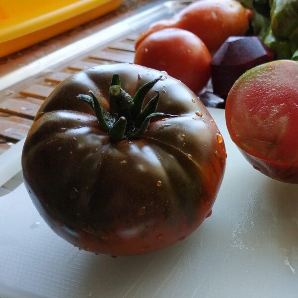 'Carbon' Tomato in 9cm Pot