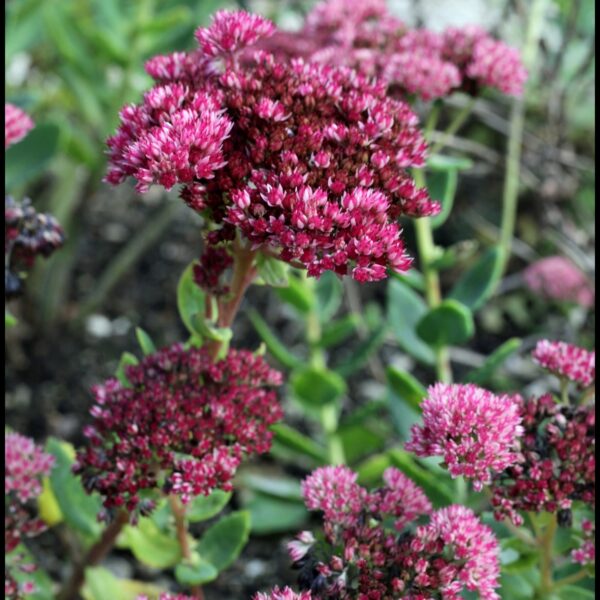 Emperor's Wave Sedum in 1 gallon pot