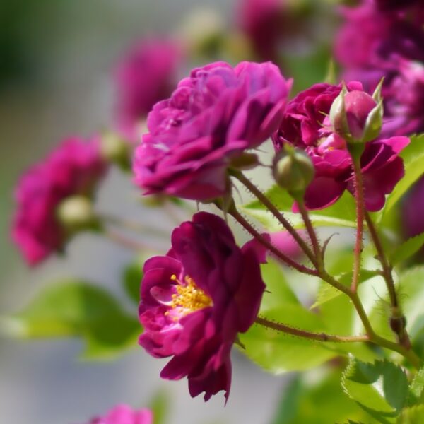 Rosa 'Bleu Magenta' in 2 Gallon Pot