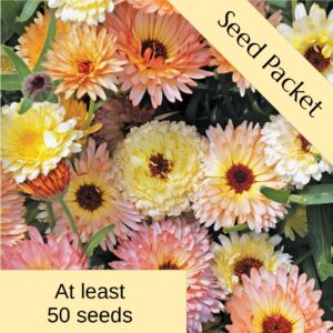 Seeds: Calendula Canteloupe – Fraser Valley Rose Farm