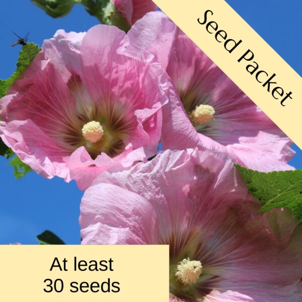 Seeds: Alcea Las Vegas