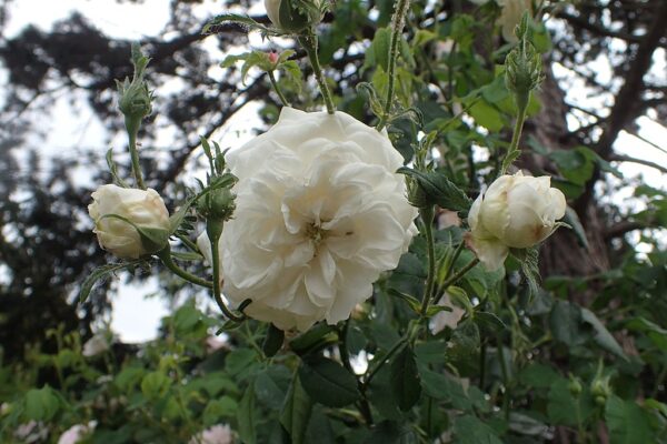 Rosa 'Armide' in 2 gallon Pot