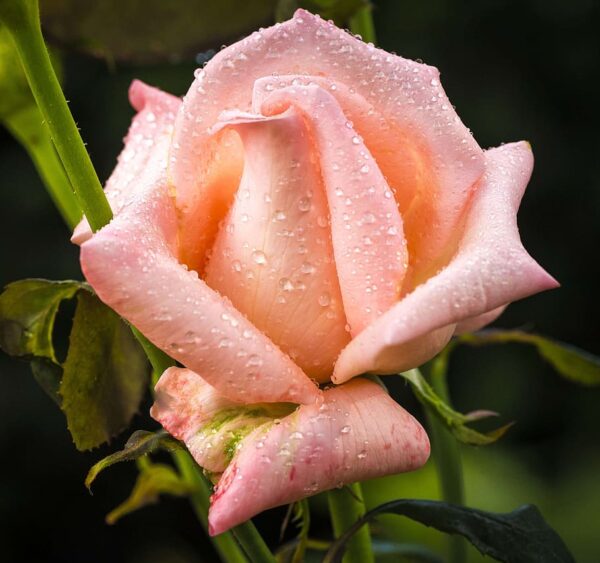 Rosa 'Brandy' in 2 Gallon Pot