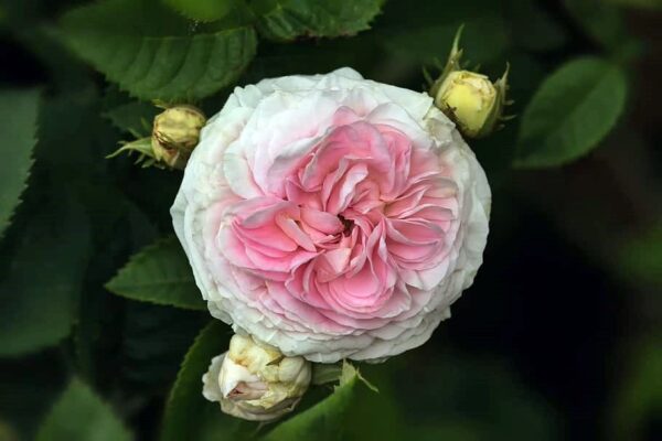 Rosa 'Félicité Parmentier' in 1 Gallon Pot