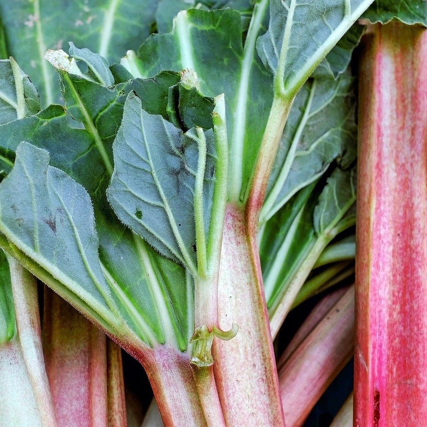 Glaskin's Perpetual Rhubarb