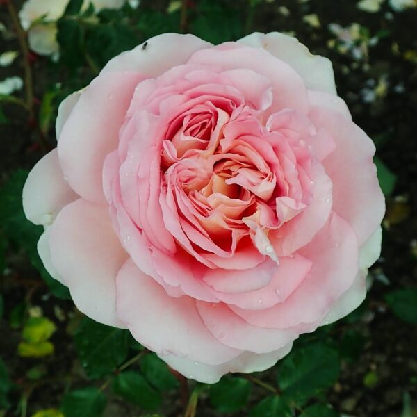 Rosa 'Roberto Capucci' in 2 Gallon Pot