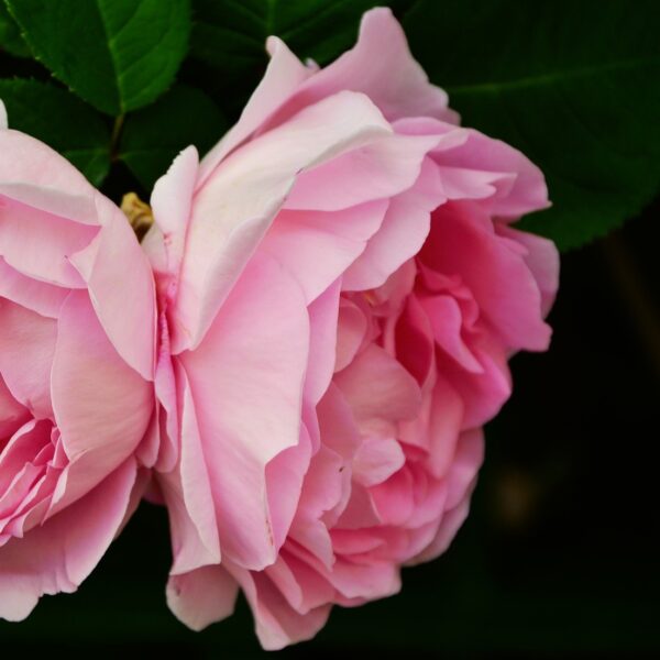 Rosa 'Horatio Nelson' in 2 Gallon Pot