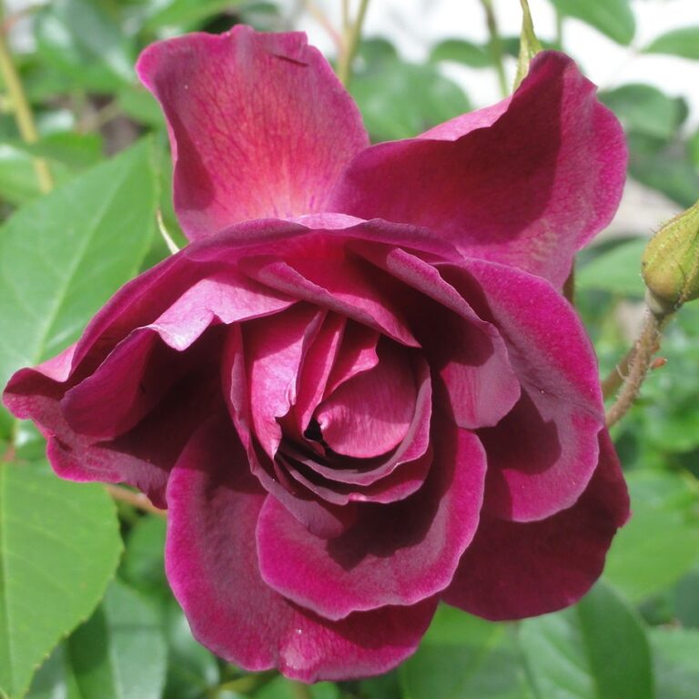 Rosa ‘Burgundy Iceberg’ in 2 Gallon Pot – Fraser Valley Rose Farm