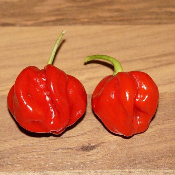 Tobago Pepper in 9cm Pot