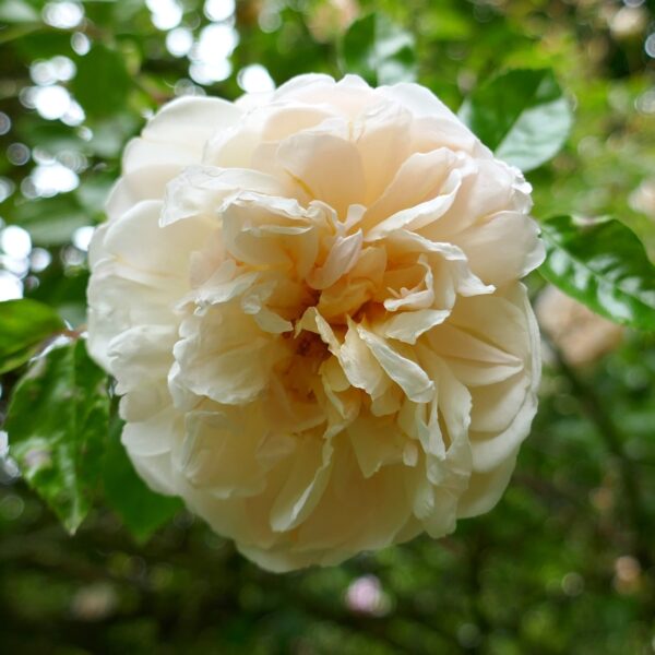 Rosa 'Leontine Gervais' in 2 Gallon Pot