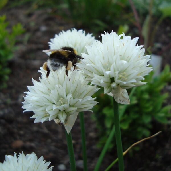 White Flowering Chives in 11cm Pot