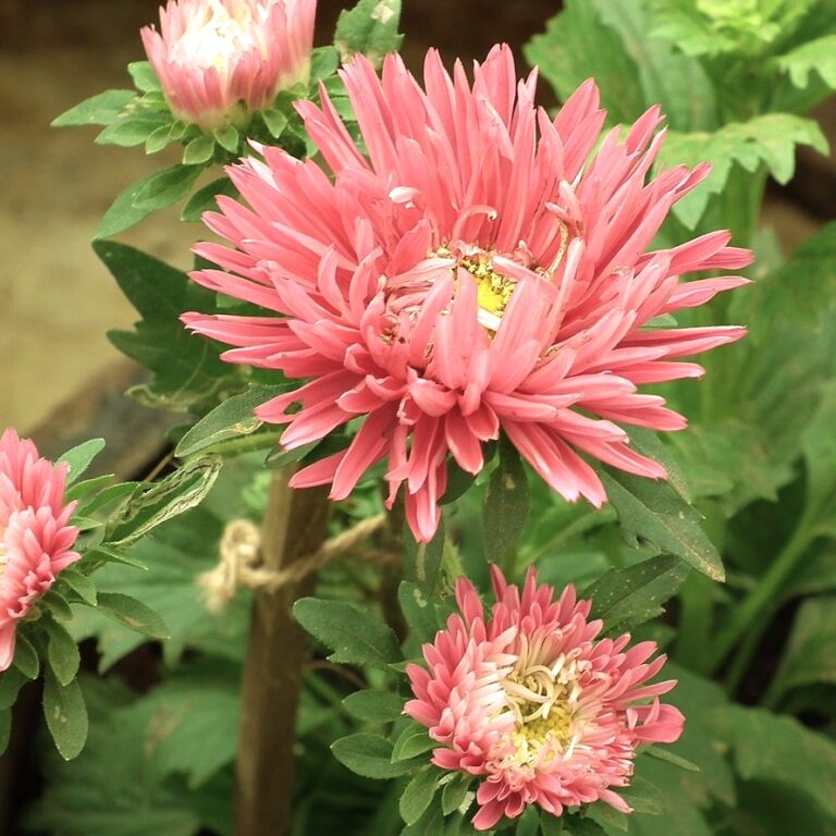 Salmon Janina Aster in 9cm Pot – Fraser Valley Rose Farm