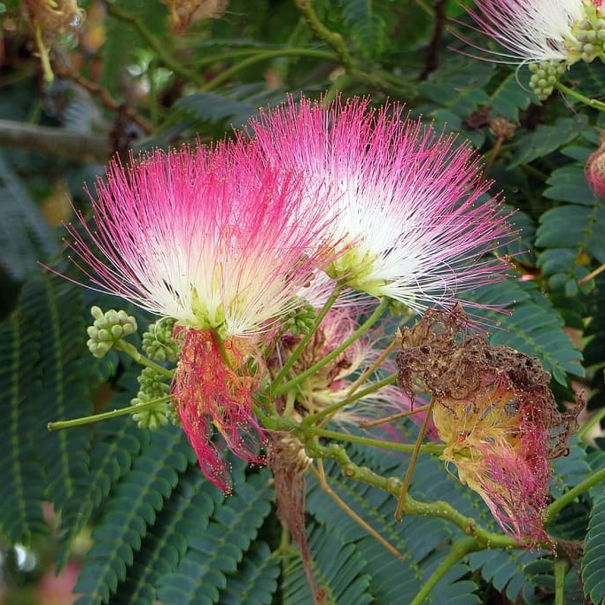 Mimosa Tree (Albizia) in 2 Gallon Pot – Fraser Valley Rose Farm