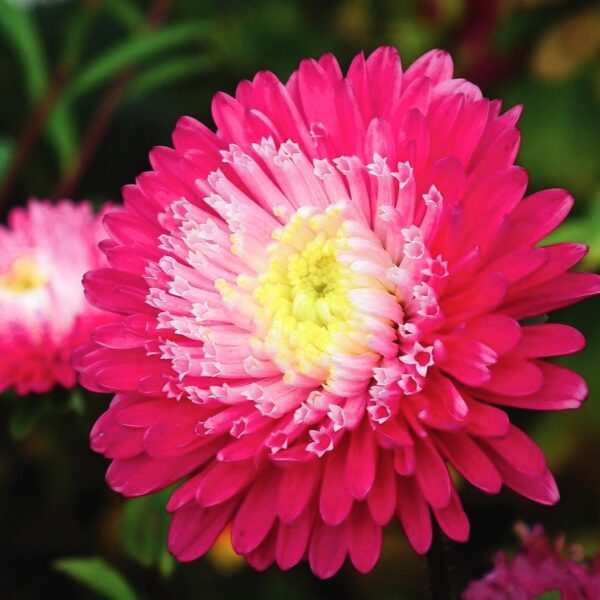 Gusford Supreme Aster in 9cm Pot