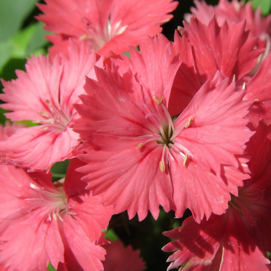 Salmon Dianthus in 1 gallon pot – Fraser Valley Rose Farm