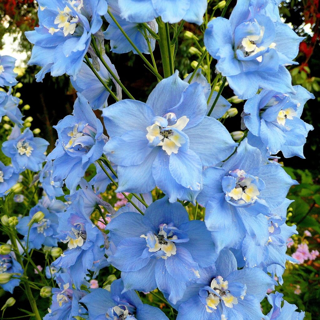 Belladonna Delphinium in 1 gallon pot – Fraser Valley Rose Farm