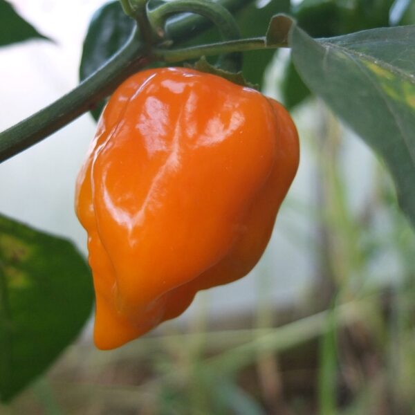 Habanada Pepper in 9cm Pot