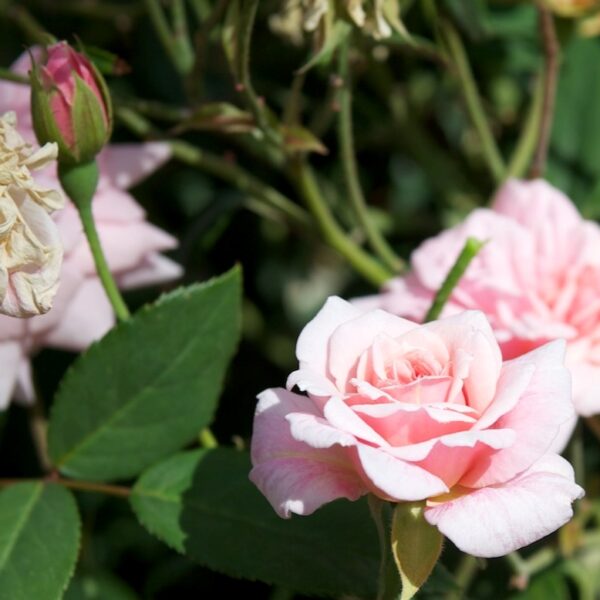 Rosa 'Cecile Brunner' Climber in 2 Gallon Pot