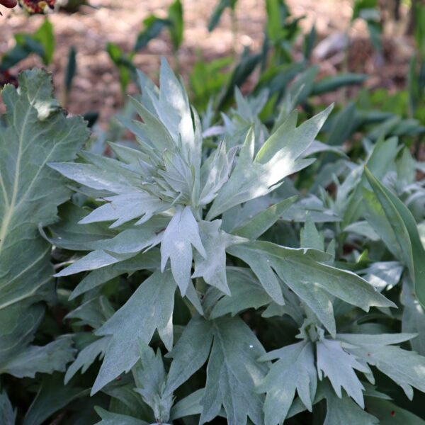 Artemisia Valerie Finnis in 1 gallon pot