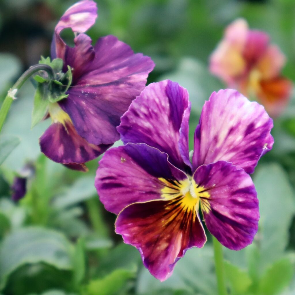 Japanese Kiiro Cosmos in 9cm Pot - Fraser Valley Rose Farm