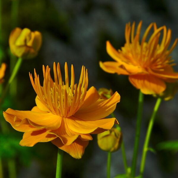 Orange Globeflower in 1 gallon pot