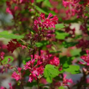 Rhododendron 'Percy Wiseman' in 1 Gallon Pot - Fraser Valley Rose Farm