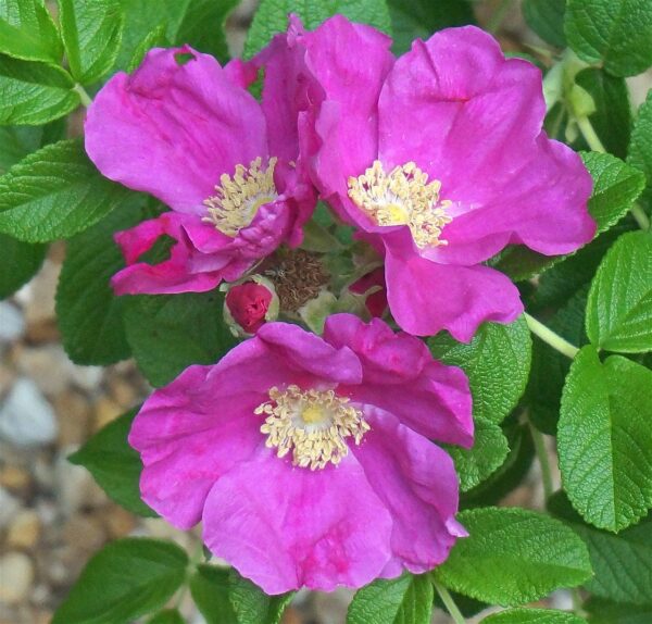 Rosa rugosa rubra in 2 Gallon Pot