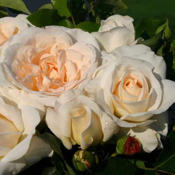 Rosa 'Kosmos' in 2 Gallon Pot