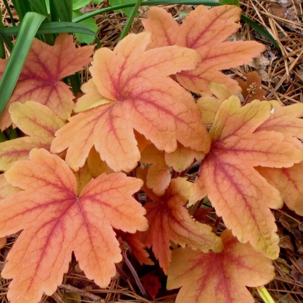 Heucherella 'Sweet Tea' in 1 gallon pot