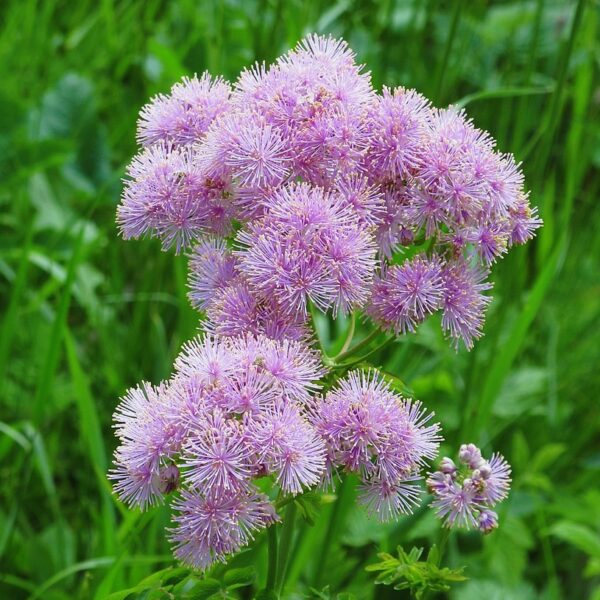 815px Thalictrum Aquilegiifolium 2 Rf