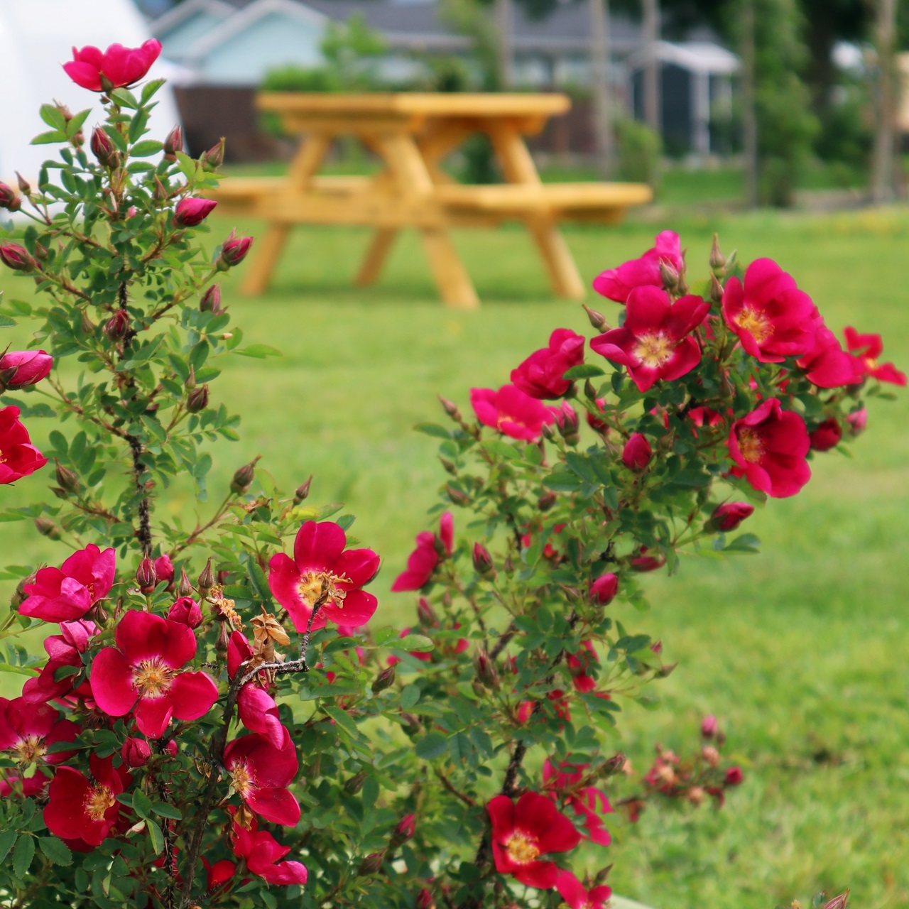 The Scots Rose - Fraser Valley Rose Farm
