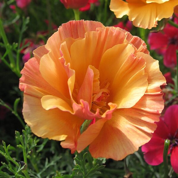 California Poppy Thai Silk in 9cm Pot