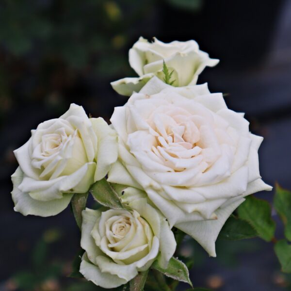 Rosa 'Irresistible' in 2 Gallon Pot