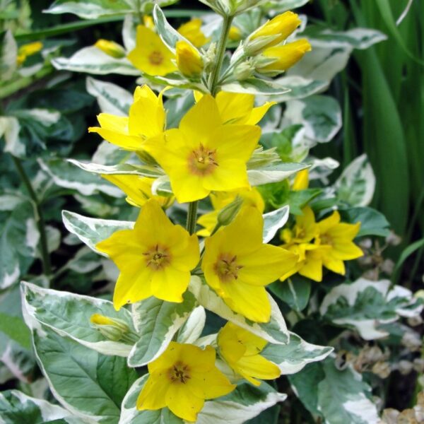 Dotted Loosestrife ‘Alexander’ in 1 gallon pot – Fraser Valley Rose Farm