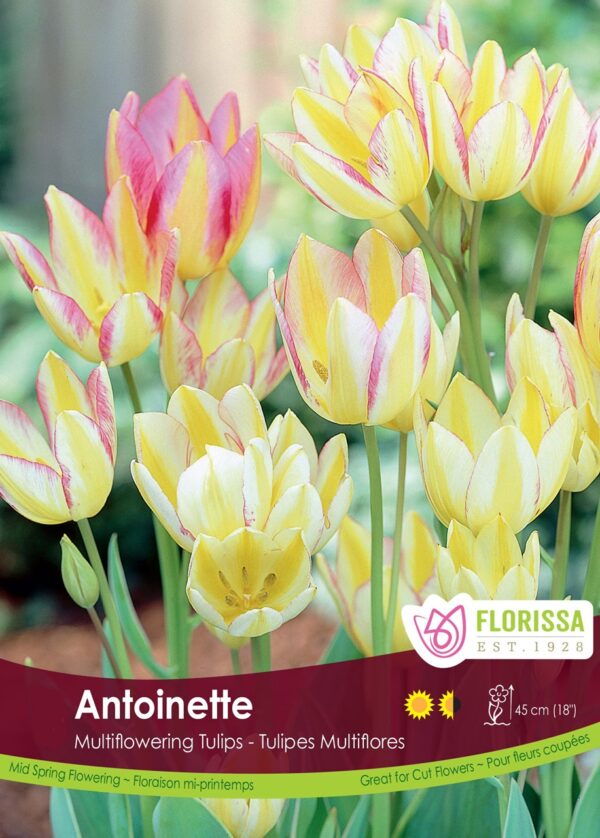 Multiflowering Tulips 'Antoinette' (each bulb)