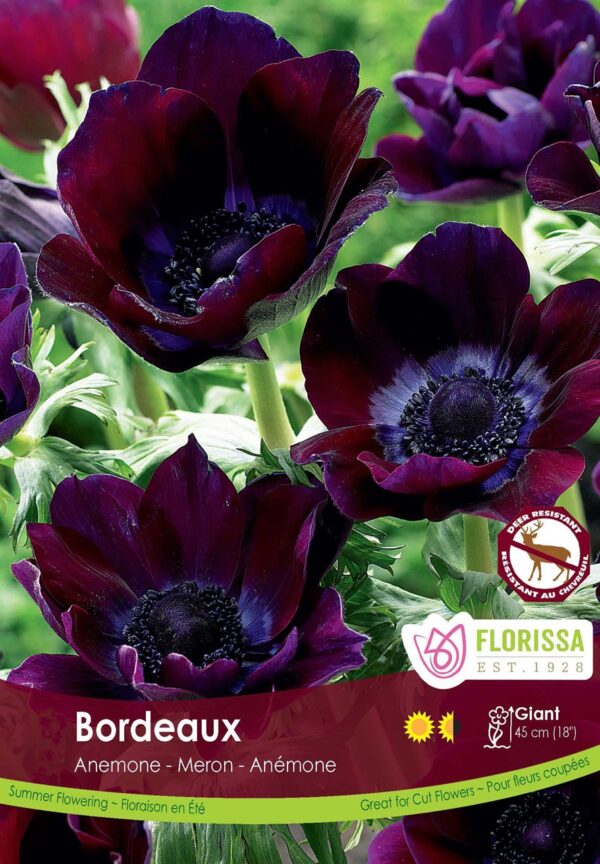 Anemone 'Bordeaux' package of 5