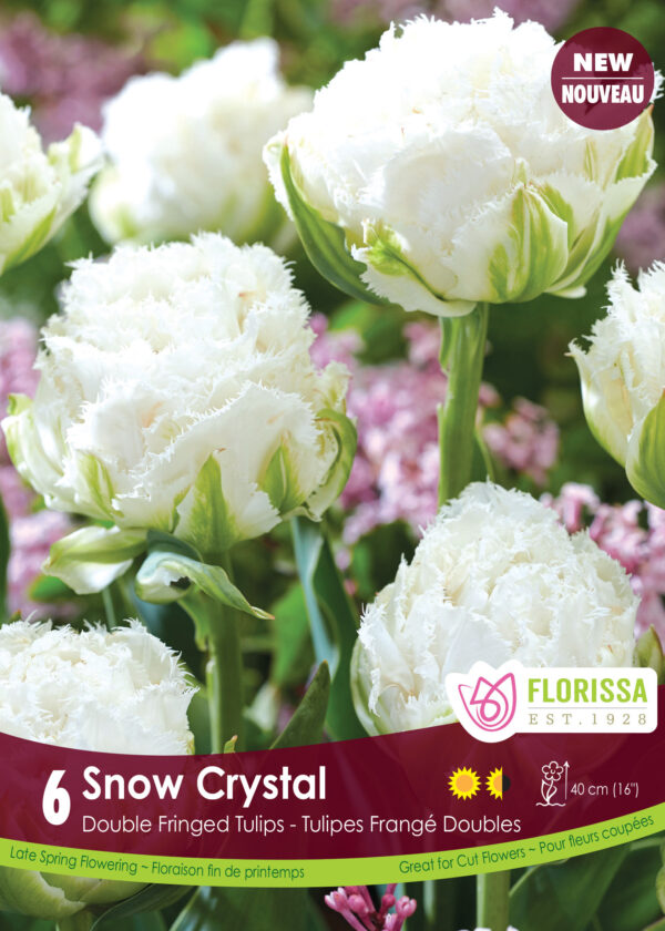 Double Fringed Tulips 'Snow Crystal' in 15cm Pot