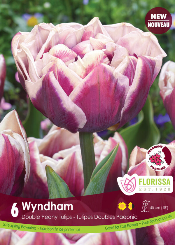 Double Peony Tulips 'Wyndham' in 15cm Pot