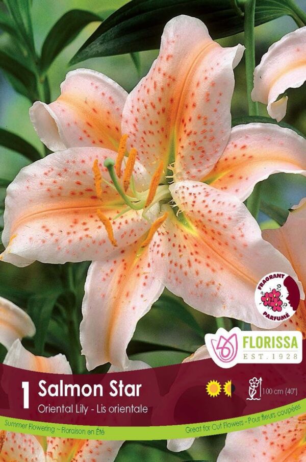 Lily - Oriental 'Salmon Star' each bulb