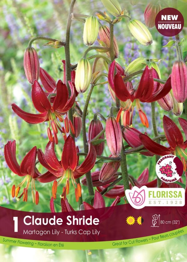 Lily - Martagon 'Claude Shride' package of 3