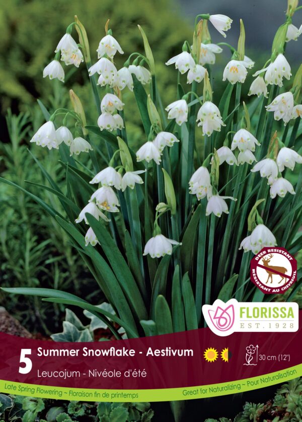 Leucojum Aestivum in 15cm pot