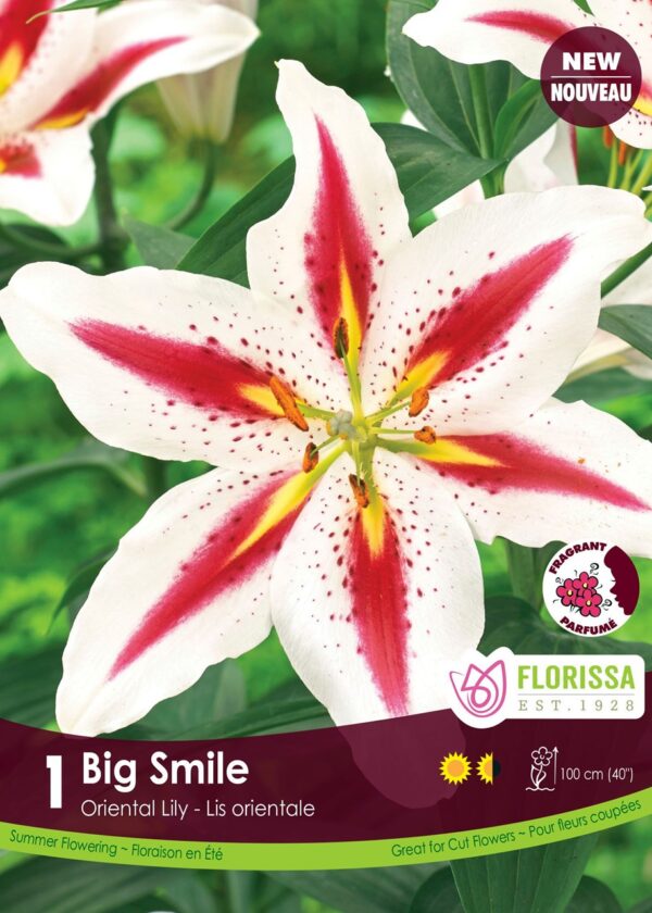 Lily - Oriental Lily 'Big Smile' each bulb