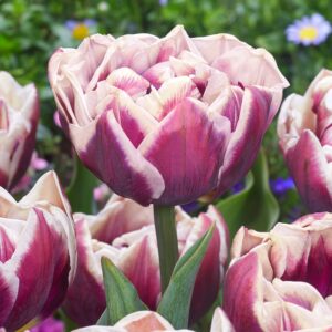 Bulbs for Fall Planting: In Stock Now