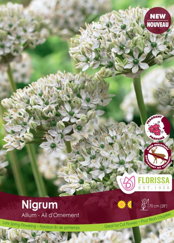 Allium Nigrum (each bulb)