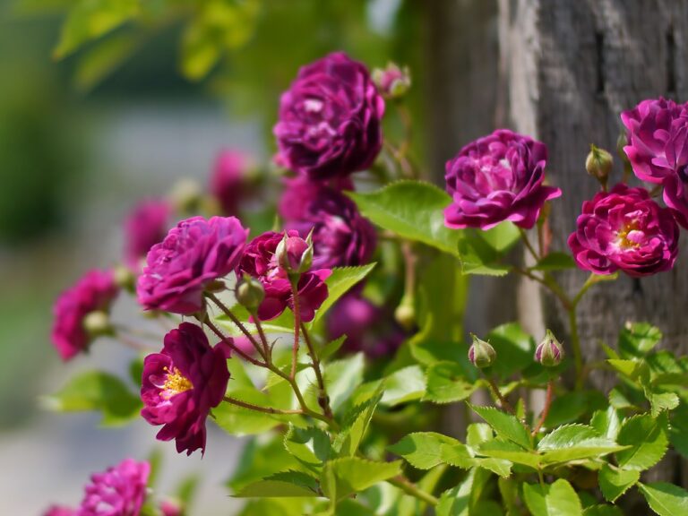 The Difference Between Climbing and Rambling Roses