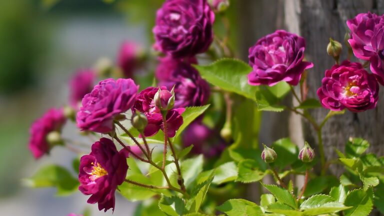 The Difference Between Climbing and Rambling Roses