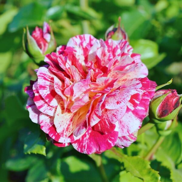 Rosa 'Stars 'n' Stripes' in 2 Gallon Pot