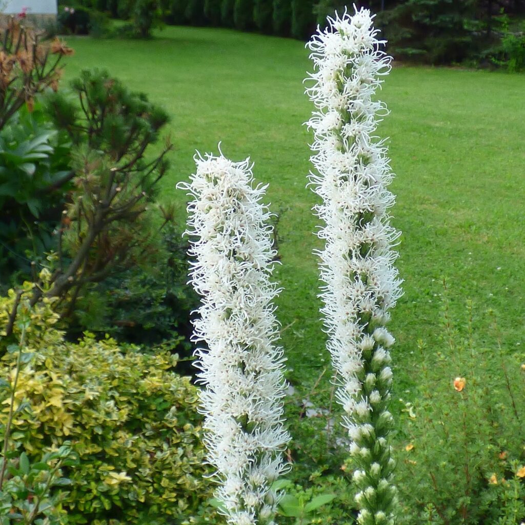 Blazing Star Liatris White in 9cm Pot - Fraser Valley Rose Farm