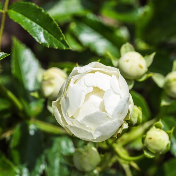 Rosa 'White Koster' in 2 Gallon Pot