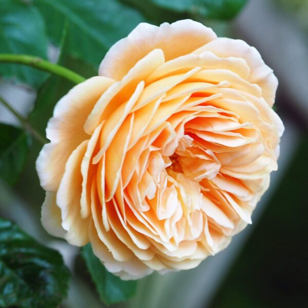 Rosa 'Crown Princess Margareta' in 9cm Pot